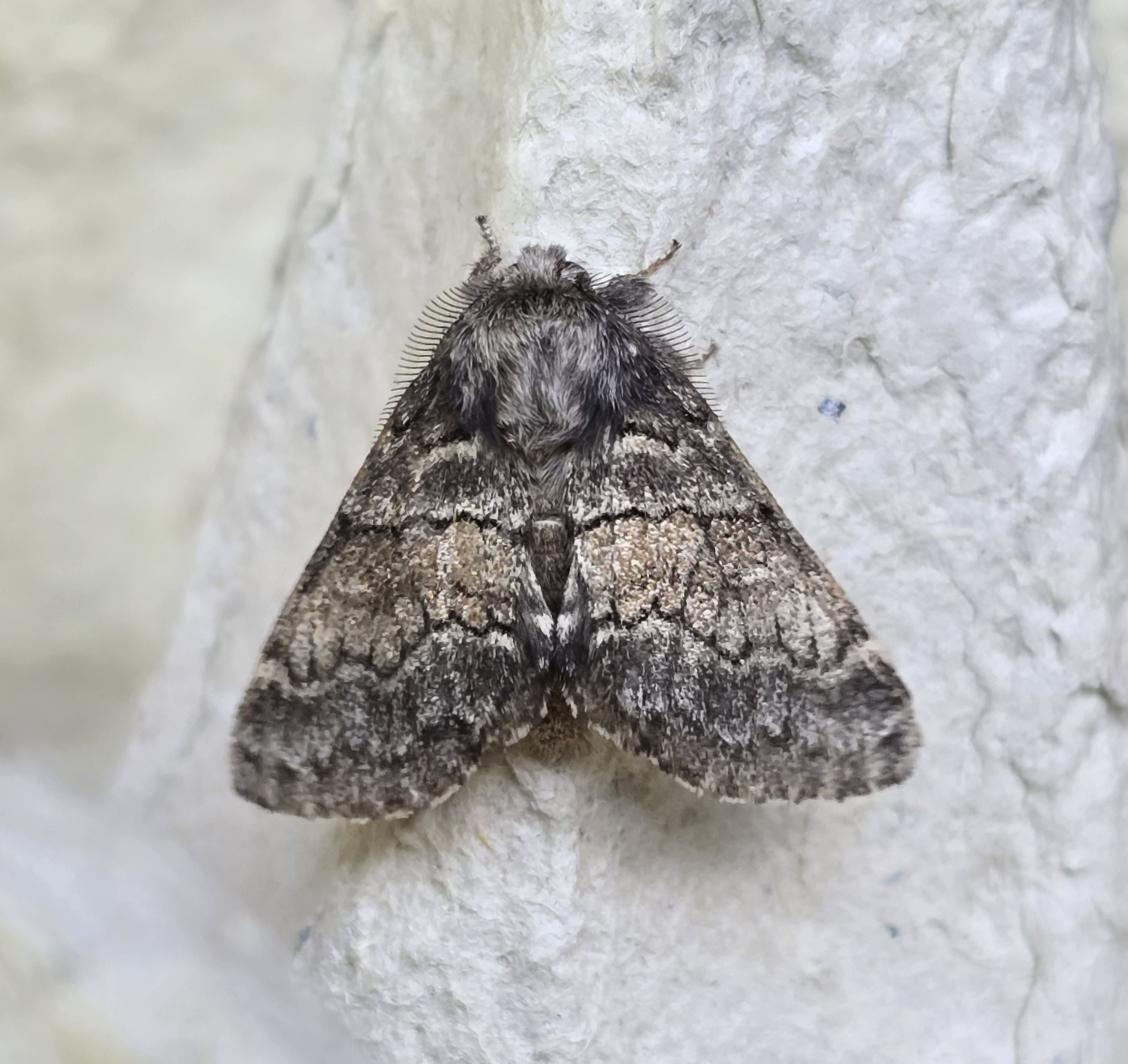 Photo of Dusky Marbled Brown (Gluphisia crenata)